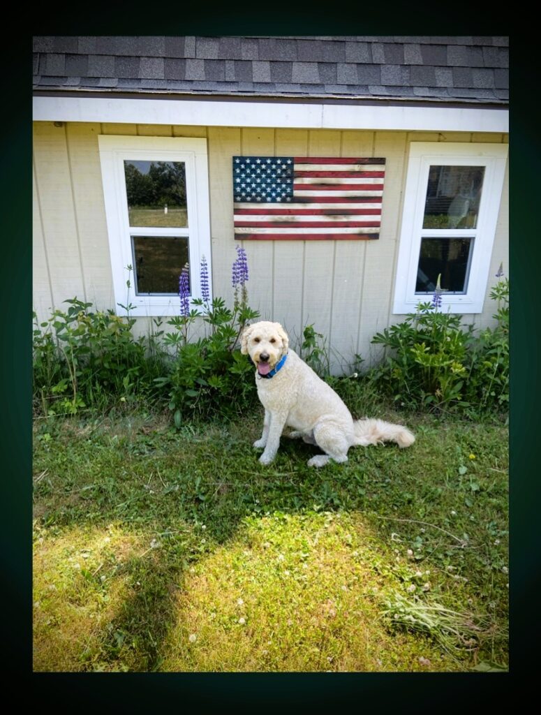 shed with wooden American flag centered between the windows with Oliver, golden doodle sitting in the foreground