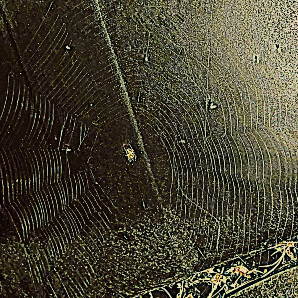 shows an actual spider web with the spider in the center