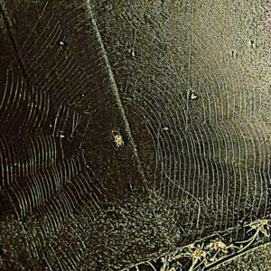 shows an actual spider web with the spider in the center