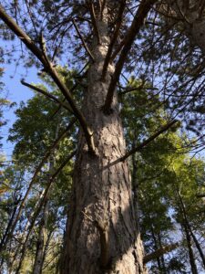 trunk of a large pine tree shot from close up looking up to the sky