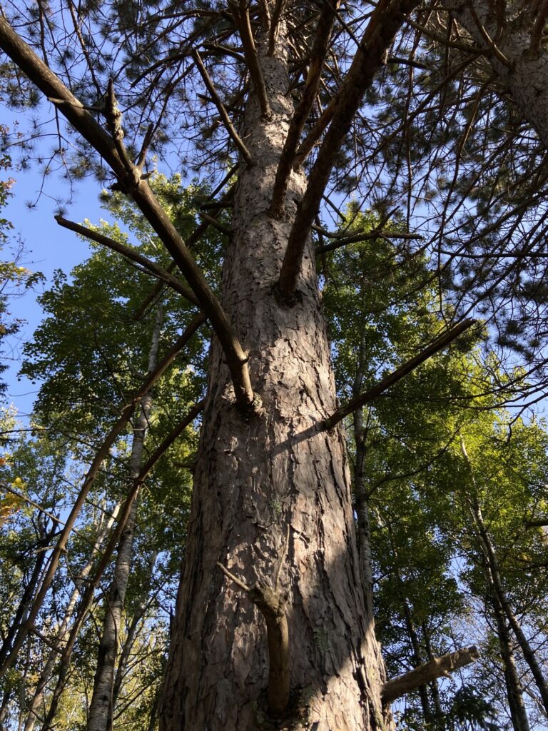 trunk of a large pine tree shot from close up looking up to the sky