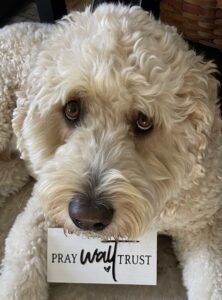 Golden doodle, Oliver, close up with sign that says: pray, wait, trust