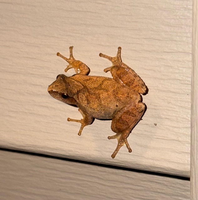 Peeper frog