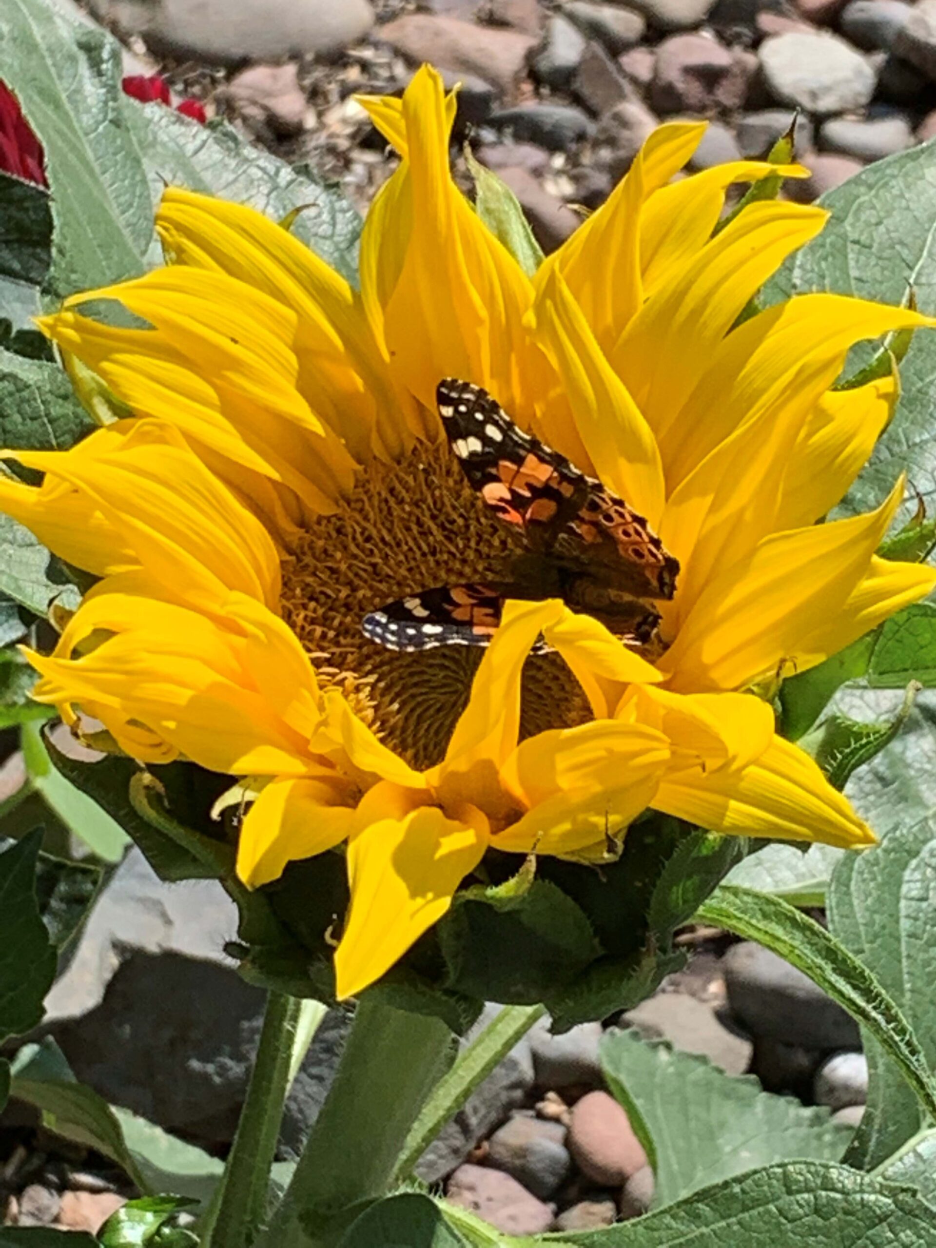 sunflower with butterfly sitting on it